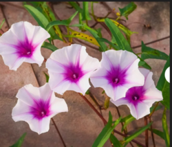 Mixed Japanese Morning Glory Flower Vine 50 Seeds - $10.99