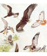 Birds Of Prey Bald Eagle Hawks 1936 Bird Art Lithograph Color Plate Prin... - $745.09 MXN