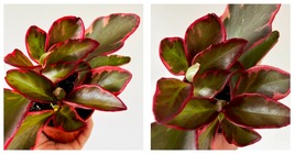 NEW Peperomia Red Panda - Clusiifolia Rubber Plant -  Live Houseplant in... - £49.94 GBP