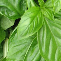 Ship From Us Organic Basil, Genovese Seeds - 1,000 Mg ~500 Seeds - NON-GMO TM11 - $18.56