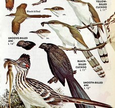 Cuckoos Ani And Roadrunner Varieties 1966 Color Bird Art Print Nature AD... - £16.11 GBP