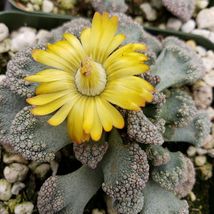 Live Plant Titanopsis calcarea Cactus Cacti Succulent Real  - £37.58 GBP