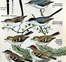 Gnatcatchers Kinglets Warbler Varieties 1966 Color Bird Art Print Nature... - $366.80 MXN