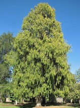 Cupressus funebris | Chinese Weeping Cypress | 20 Seeds - £13.97 GBP
