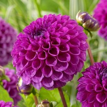 25 Nina Dahlia Seeds Flower Perennial Flowers Seed Flowering Bloom Fresh... - $8.08