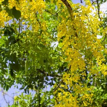 New Fresh Tropical Seeds Golden Shower 10 Tree Seeds Cassia Fistula - £14.54 GBP