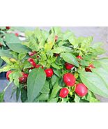 101 Hot Red Cherry Pepper Seeds Easy Vegetable Garden Patio Container  - £9.38 GBP