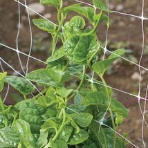 100 Spinach Specialty Green Seeds Basella ruba Non-GMO - $7.99