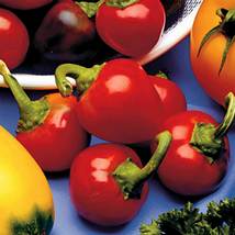 SHIP FROM US RED CHERRY SWEET PEPPER - 1000 g PACKET ~120 SEEDS - HEIRLO... - $15.96