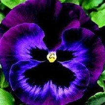 USA Seller 30 Pansy Karma Violet With Face Annual Flower Seeds Fast Shipping - £16.61 GBP