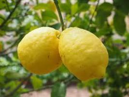 FREE SHIPPING Citron {Citrus medica} Organic Fragrant 10 seeds - $15.99