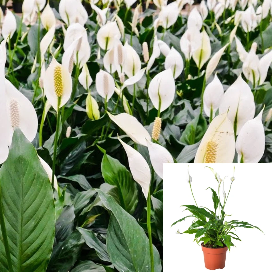 Peace Lily Spathiphyllum 4Inches Pot Plant Spathiphyllum Wallisii LivePlant - $23.33