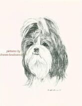 #56 SHIH TZU portrait dog art print * Pen and ink drawing * Jan Jellins - $12.50
