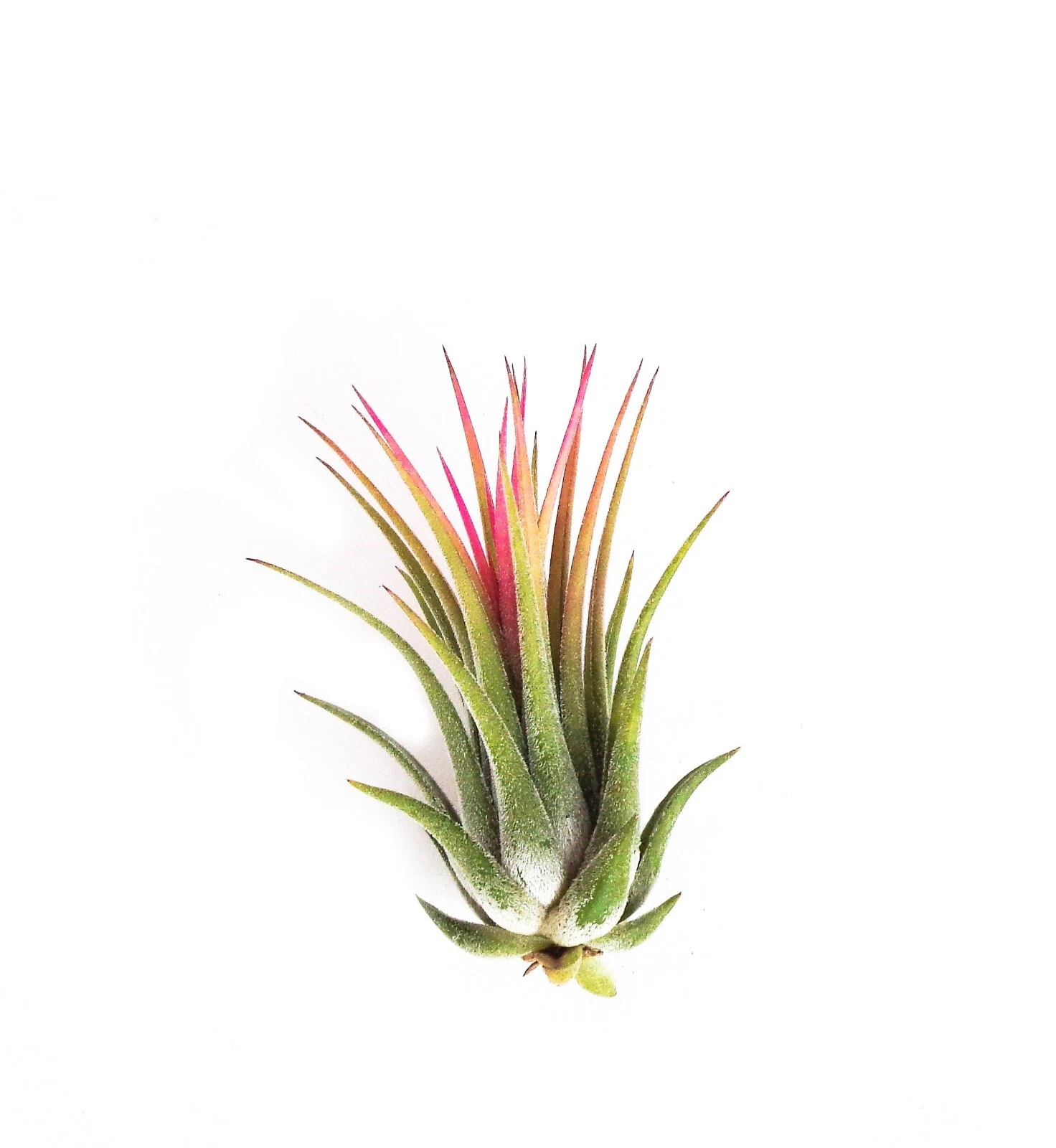 Tillandsia Ionantha Rubra Air Plants - $17.12