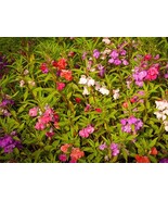 50+ Mix Camilla Balsam Impatiens Touch Me Not Flower Seeds Purple, Pink,... - £7.12 GBP
