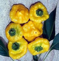 20 Pcs Jamaican Hot Yellow Scotch Bonnet Pepper Seeds #MNHG - £11.66 GBP