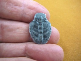 (F704-121) Trilobite fossil trilobites extinct marine arthropod I love f... - $13.09
