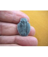 (F704-121) Trilobite fossil trilobites extinct marine arthropod I love f... - $13.09