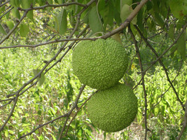 KKG Maclura Pomifera Tree 10 Seeds Osage Orange Fruit Hedge Horse Apple ... - $166.87 MXN