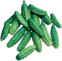 THJAR Parisian Gherkin Cucumber Seeds For Planting (20 Seeds)Delicious Easy To G - £14.01 GBP