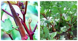 Red Burgundy Okra Seeds(Abelmoschus Esculentus) 100 Fresh Vegetable Seeds - £13.64 GBP