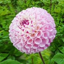 25 Chimacum Dahlia Seeds Flower Perennial Flowers Seeds Flowering US Fas... - €7,68 EUR