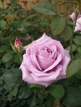 Blue Girl Rose Mauve Lavender 3 Gal Live Bush Plants Hybrid Tea Plant Fi... - $77.55