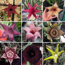 Stapelia Pulchella Seeds Mixed 9 Colors Cactus Succulent Garden Fresh USA Store - $6.80