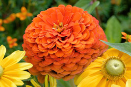 BStore 245 Seeds Orange King Zinnia Elegans Flower - £7.47 GBP