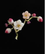 Plum Blossom Flower Brooch Pin - €25,92 EUR