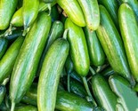25 Marketer Cucumber  Seeds Productive Variety Sweet And Tender Fast Shi... - £7.20 GBP