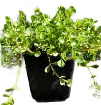 Sedum John Creech 4Inches Pot Spurium Plant Succulent Outdoor Live Plant - $18.99