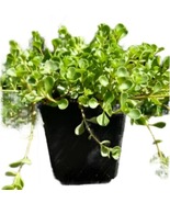 Sedum John Creech 4Inches Pot Spurium Plant Succulent Outdoor Live Plant - £14.99 GBP