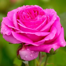 Heirloom Water Pink European Rose Flowers - 20 Seeds - £4.56 GBP