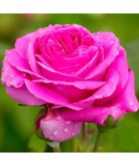 Heirloom Water Pink European Rose Flowers - 20 Seeds - $5.57