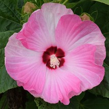 Hibiscus Moscheutos Luna Pink Swirl 10 Seeds Gardening USA SELLER - £13.82 GBP