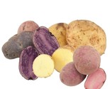 Gold &amp; Purple Potato Tubers  - 2 lbs - Non-GMO Seed Potatoes for Spring ... - $19.99