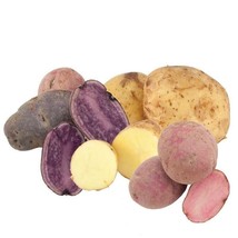 Gold &amp; Purple Potato Tubers  - 2 lbs - Non-GMO Seed Potatoes for Spring ... - $19.99