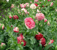 200+ Flemish Antique Poppy Seeds - $9.89