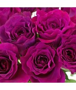 Fuchsia purple roses seeds  -20 seeds- code 615 - $8.43 CAD