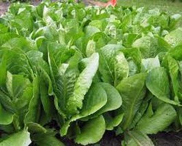 Grow In US Romaine Lettuce Seed Paris Island Heirloom Non Gmo 50 Seeds  - £7.23 GBP