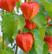 CHINESE LANTERN SEEDS 200+ FRANCHETTI ornamental PERENNIAL flower GARDEN... - $3.64
