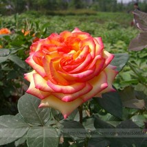 50 Heirloom &#39;Mu Na&#39; Golden Red Rose Shrub Flower Seeds, Professional Pack - $7.00