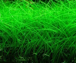 Aquarium Plants Dwarf Hairgrass Mini Bare Root Eleocharis Parvula - £18.87 GBP