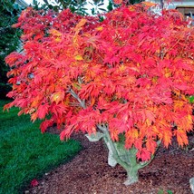 New Fresh Fernleaf Japanese Maple Tree (Acer Japonicum &#39;Aconitifolium&#39;) Seeds -  - £16.17 GBP