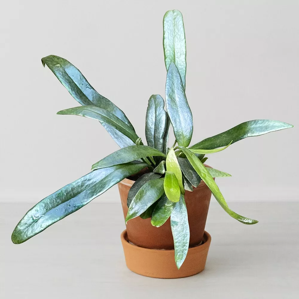 15+ seeds Blue Oil Fern  house plant  garden flowers easy to grow - $6.94