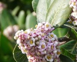 Lemonade Berry Rhus Integrifolia 5 Seeds - $8.99