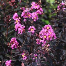 Lavender Skies Thunderstruck Crepe Crape Myrtle Lagerstroemia STARTER Plant - €38,47 EUR