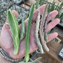 Stapelia Multi Cutting Pack - 6 Different Species Usa Seller Garden - £44.09 GBP