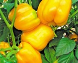 100 Seeds Sunbright Yellow Sweet Bell Pepper Seeds Organic Vegetable Gar... - £7.20 GBP